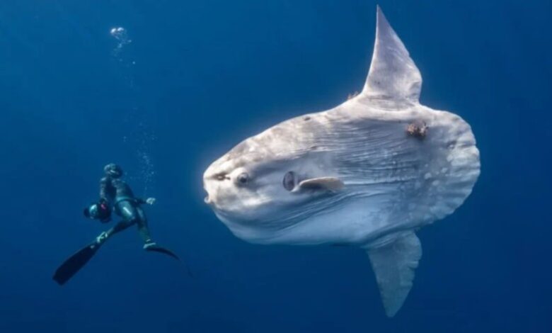 Um gigantesco peixe-lua na Península de Baja, no México, encontra um mergulhador livre