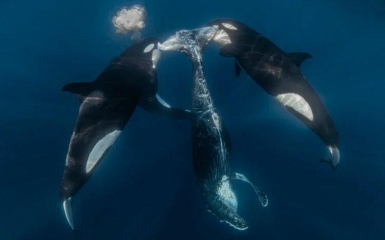 O desfecho de uma caçada bem-sucedida de orcas