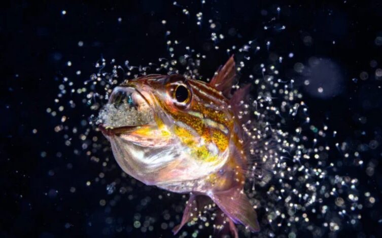 Um peixe-cardeal macho libera as larvas que se desenvolviam dentro de sua boca