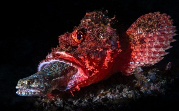 Um peixe-escorpião comendo um peixe-lagarto
