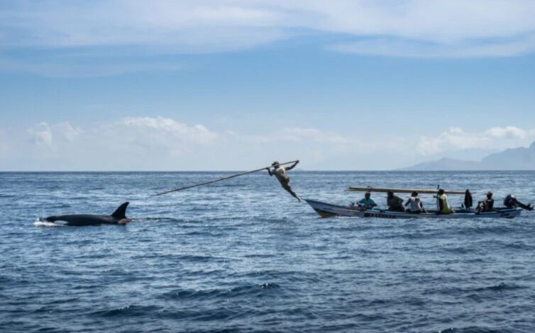 Um pescador pula de um barco para arpoar uma orca adulta