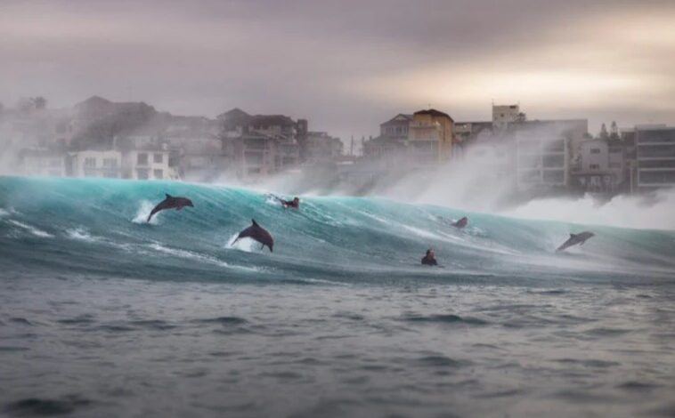 Golfinhos e surfistas pegam ondas em Tamarama Beach (Sydney)