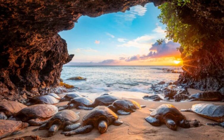 Tartarugas-verdes havaianas dentro de uma caverna marinha abrigada em Maui