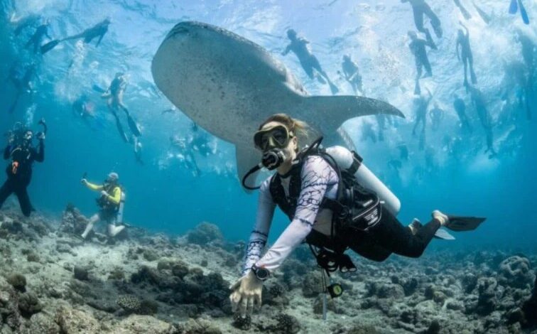 Um tubarão-baleia cercado por mergulhadores e praticantes de snorkeling nas Maldivas